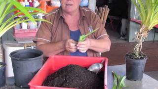 Growing Pandan in Pots [upl. by Beutler]