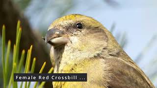 Red Crossbill Beaks are well adapted to eat pine seeds and move about  4K [upl. by Euqinimod]