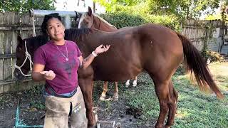 Female Farrier’s determination [upl. by Evelyn]