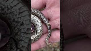 Hognose Snake Plays Dead 🐍💩 hognose snake herping animal nature [upl. by Krista]