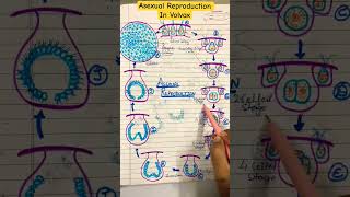 Volvox volvox greenalgae botany bscbotany botanypcs asexual microbiology reproduction [upl. by Tessy773]