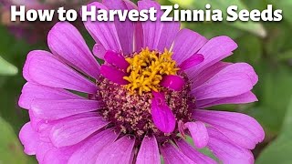 How to Harvest Zinnia Seeds So EASY why aren’t you doing this [upl. by Llorre321]