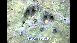 Identification of Deer and Feral Hog Tracks [upl. by Gusty469]