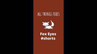 Fox Eyes  Description of foxes eyes Shorts [upl. by Jerome923]