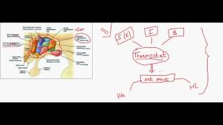 Thermoregulation  hypothalamic regulatory centers [upl. by Melliw]