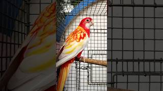 Colour full rosellas bird birds shortvideo shorts [upl. by Alyahs]