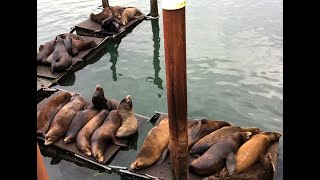 Sea lions enjoying a nap on the dock 🦭 [upl. by Ellehsad]