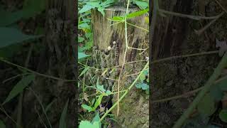 Lycoperdon perlatum  Common Pufball Mushrooms shorts nature fungi [upl. by Galligan]