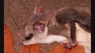 The Beautiful BushyTailed Woodrat or Packrat Or Flying Squirrel [upl. by Janaye]