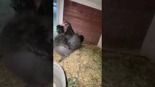 1 month old serama and silkie chicks [upl. by Odlaniger]