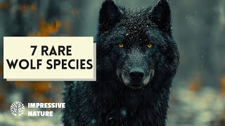 7 Rare Wolf Species that will Intrigue You Including the Arctic Wolf amp Indian Wolf [upl. by Ofori652]