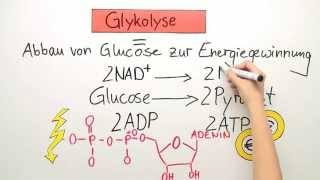 Gärung  Biologie  Zoologie [upl. by Jean]