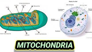 mitochondria  neet cell biology [upl. by Zelda]