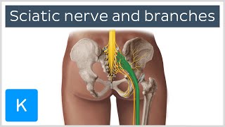 Sciatic nerve branches course and clinical significance  Human Anatomy  Kenhub [upl. by Nahraf]