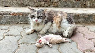 Old mother cat watching her kitten struggle to survive [upl. by Jarad]