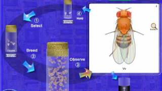 Drosophila Genetics Lab Introduction [upl. by Herzig]