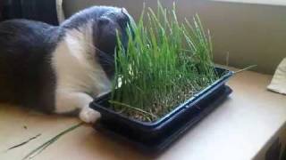 Munchie loves her cat grass [upl. by Reyem127]