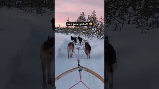 🐺 In Laponia cu sania trasa de husky lapland winter shorts travel snow winterwonderland [upl. by Leunam]