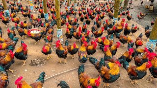 Millions Of Chickens On The Hills Farmers Raise Millions Of Free Range Chickens This Way [upl. by Hew]