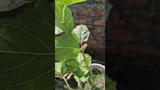 Mulberry plant cutting 🌱😍phoolpatte indianfarmer mulberryfruit howtogrowmulberry gardening [upl. by Alrad]