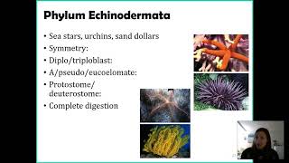 Phylum Echinodermata [upl. by Ellyn848]