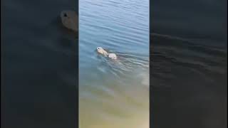 Did you know rabbits could swim animaltherapy animals naturetherapy rabbit [upl. by Koller482]