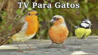 TV Para Gatos  Pájaros en Todas Partes [upl. by Ricker818]