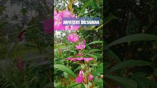 Impatiens balsamina [upl. by Enilrae]