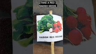 Lets growing a red radish from seeds to harvest in small container garden shorts [upl. by Christabel]