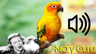 Sun conures VERY NOISY  Pet Birds  very loud BIRDS 2019 [upl. by Nivej]