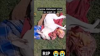 CANINE DISTEMPER virus ke wajah se Meri CHOTI MUMMY ka dog ab nhi rha  sirf 10 month ka hi sth tha [upl. by Airehtfele]