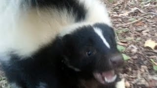 Vicious Skunk Attack [upl. by Sale]