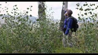 14 wolves were released into Yellowstone and what happens next is astonishing [upl. by Atnahsal412]