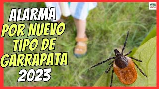 🔴 ALARMA POR NUEVA GARRAPATA EN ESPAÑA 2023 🔴 PLAGA DE PICADURAS EN PERROS Y HUMANOS [upl. by Isoais]