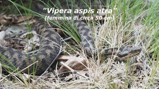 UNA VIPERA [upl. by Matthew]