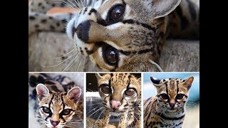 Margay Cat  Beautiful and Rare [upl. by Sherilyn]