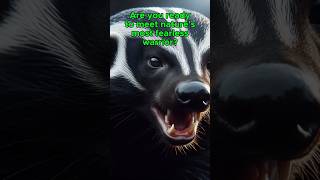 Are You Ready to Meet Natures Most Fearless Warrior [upl. by Maegan]