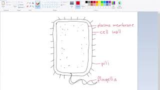 Prokaryotic Cell Drawing IB Biology [upl. by Lesna]