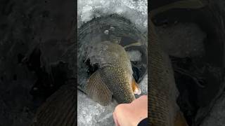 BIG Walleye on a Tip Up Ice Fishing [upl. by Iknarf]