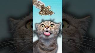 Why Do Cats Like Catnip [upl. by Sokul]