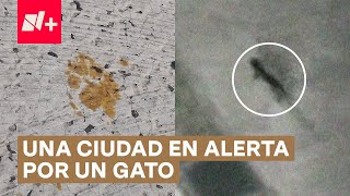 Alerta en Japón por un gato contaminado con químicos cancerígenos  N [upl. by Libenson]