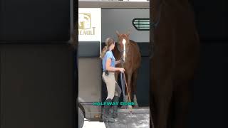 Trailer loading confidence  closing the door horse trailerloading horseriding [upl. by Norda]