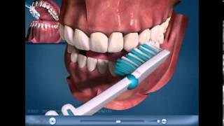 Educational Dental Videos  Toothbrushing [upl. by Parsifal]