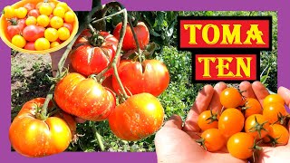 Tomaten anbauen im Freiland 🍅🍅 Komplette Saison 🌱🍅 Tipps und Tricks beim Tomaten Pflanzen im Garten [upl. by Sally]