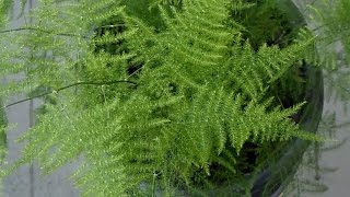 Asparagus Plumosus  Common Asparagus Fern [upl. by Airetahs353]