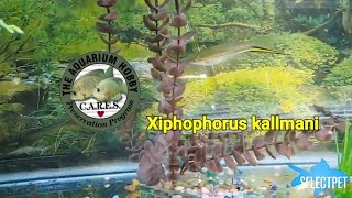 Xiphophorus kallmani a CARES Fish Profile [upl. by Hallutama300]