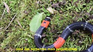 Micrurus lemniscatus  The South American Coral Snake [upl. by Wallis]