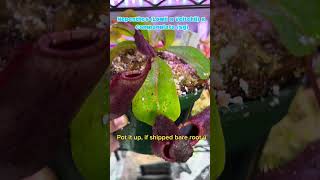 How to Acclimate your new Nepenthes Plant Mail pitcherplants pitcherplant plantlover info [upl. by Retsevel988]