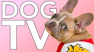 DOG TV 10 HOURS of Entertaining Fun TV for Dogs and Puppies [upl. by Doelling693]