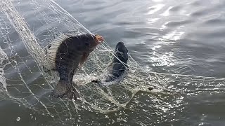 Amazing Fish Tilapia Fish🐠🐋  Catch Best Fish Fishing In Net Fishing  Catch Tilapia Fish Catching [upl. by Atteuqaj406]